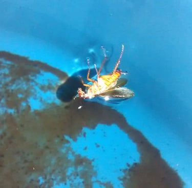 caixa d'agua suja