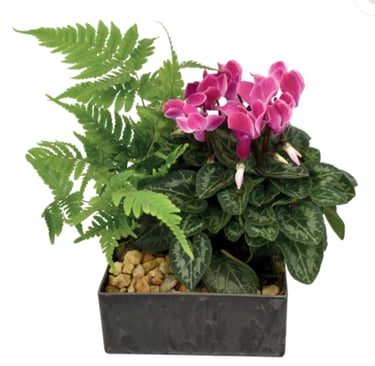 COMPOSITION 3 plantes exterieur, fleurs, 18 euros, tombe, livraison gratuite