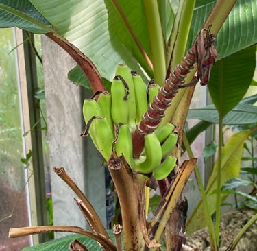 Banana tree