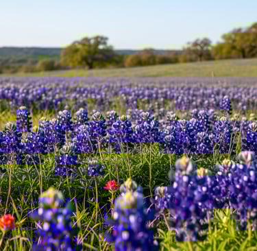 a field of bluebonnet flowers in the middle of a field