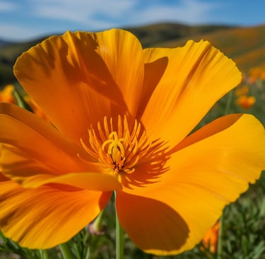 a single flower in a field of flowers