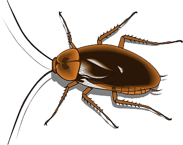 barata