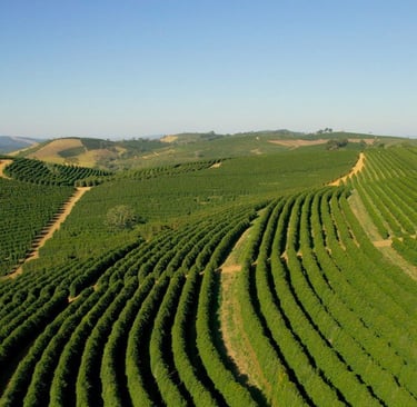 Fazenda onde é produzida o café Dicoffee
