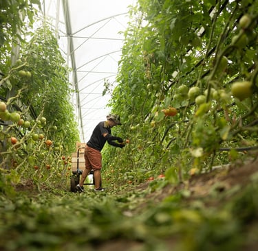 une personne qui récolte des tomates