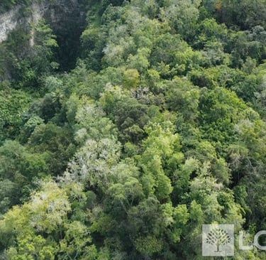 Terrain à vendre Laforêt Guadeloupe Les Abymes