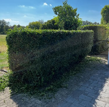 Ligusterhaag Tuin Heerle