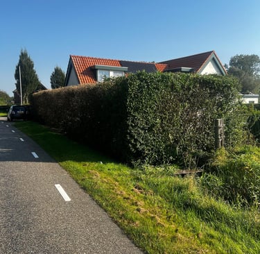 Ligusterhaag Voortuin Heerle