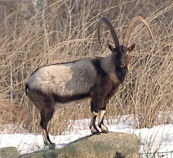 Ibex wild mountain goat