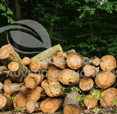 tas de stère de bois