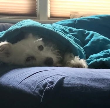 Health Vibes - My dog Benny is a great entertainer, comforter, and snuggler