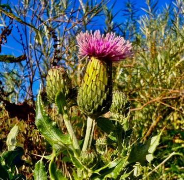 a thistle flower with a blue sky background