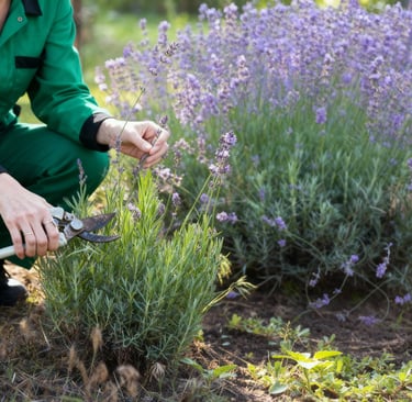 a person in a green uniform is pruning a lavender bush