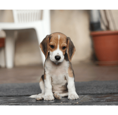 Un chiot beagle
