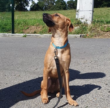 Un chiot très attentif