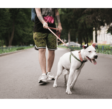 Un chien qui tire en laisse