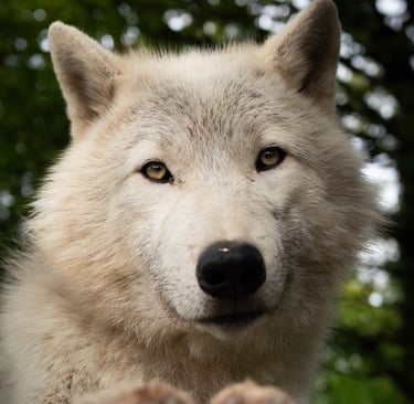 Un chien loup blanc qui regarde l'objectif
