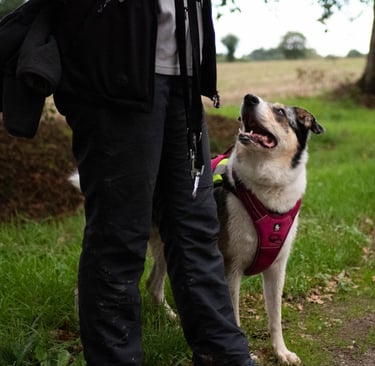 Un chien bien éduqué qui regarde son maître