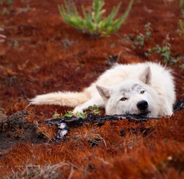 Un chien loup qui fait une pause
