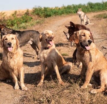 Trois golden retriever sociables