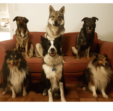 Six chiens assis sur un canapé prennent la pause