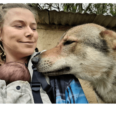 Rencontre entre un bébé et un chien loup