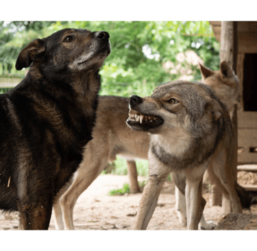 Un chien loup qui montre les dents et grogne sur un autre chien