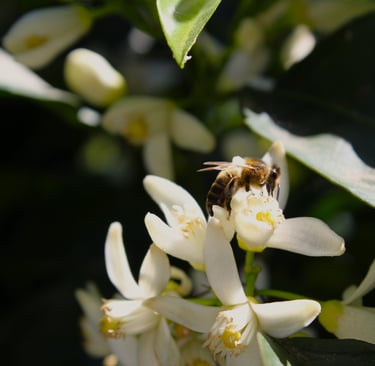 abeille dans une fleur d oranger du jardin, restaurant rustique et raffiné vescovato, haute corse