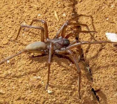Blind Cave Spider, Nullarbor Caves