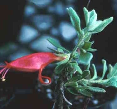 Eromophila Hillii, Nullarbor emubush  Image - Western Australian Herbarium,