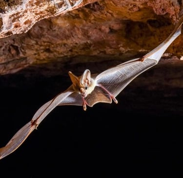 Ghost bat in flight