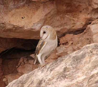 Australian Masked Owl at Nullarbor cave entrance
