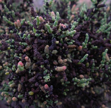 Sarconornoa blackiana, Nullarbor
