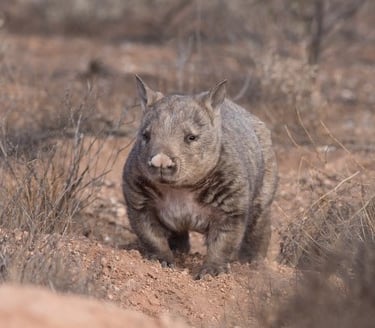 Southern Hairy nosed wombat