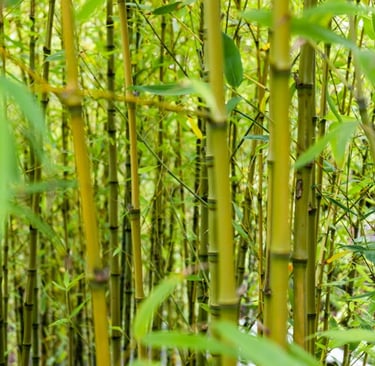 Eco friendly bamboo
