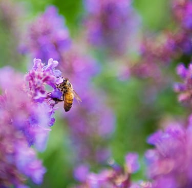 bee pollinating a flower