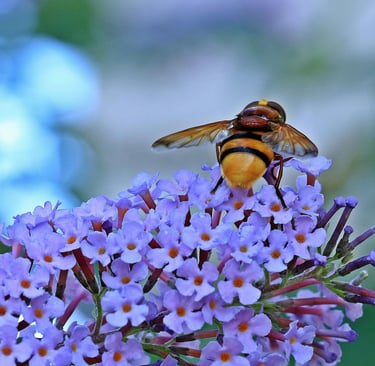 Bee gathering nectar
