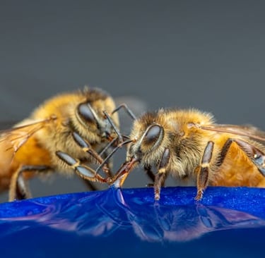 bees drinking water