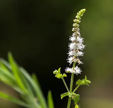 Black Cohosh