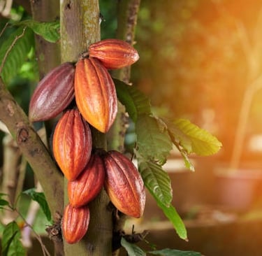 Cacao Tree