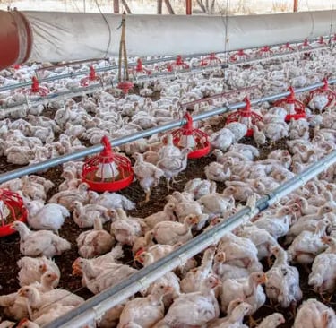 Factory farming chickens