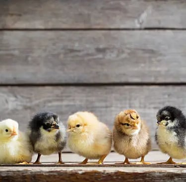 Cute Baby Chicks