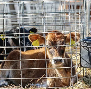 Calf taken from it's mother