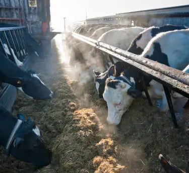 Methane from cows