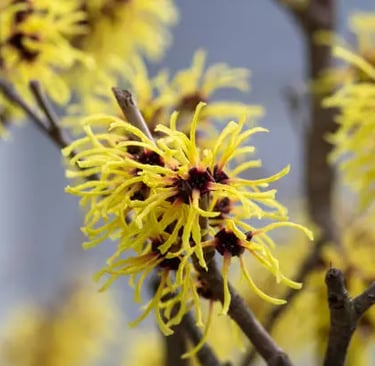 What is Witch Hazel?