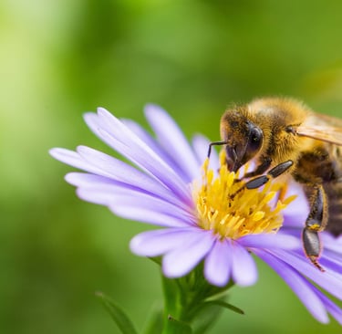 Abeille