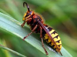Frelon