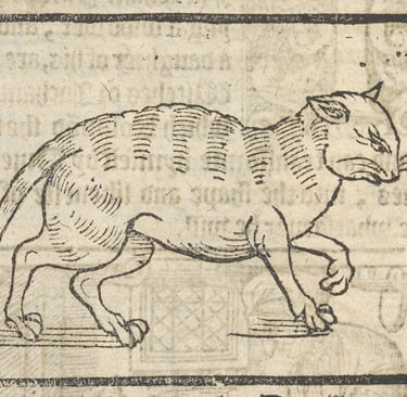 A cat by Elizabeth Stile-1579