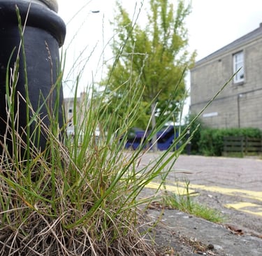 Weeds at Western Corner, Edinburgh, June 2024 (c) H Ross