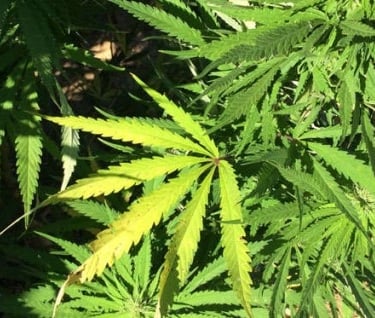 Joy of Life Clinic - Medical Marijuana