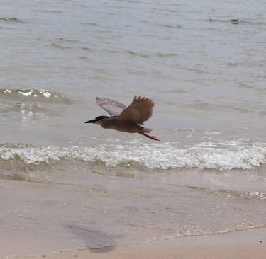a bird flying over a beach with a bird in the air